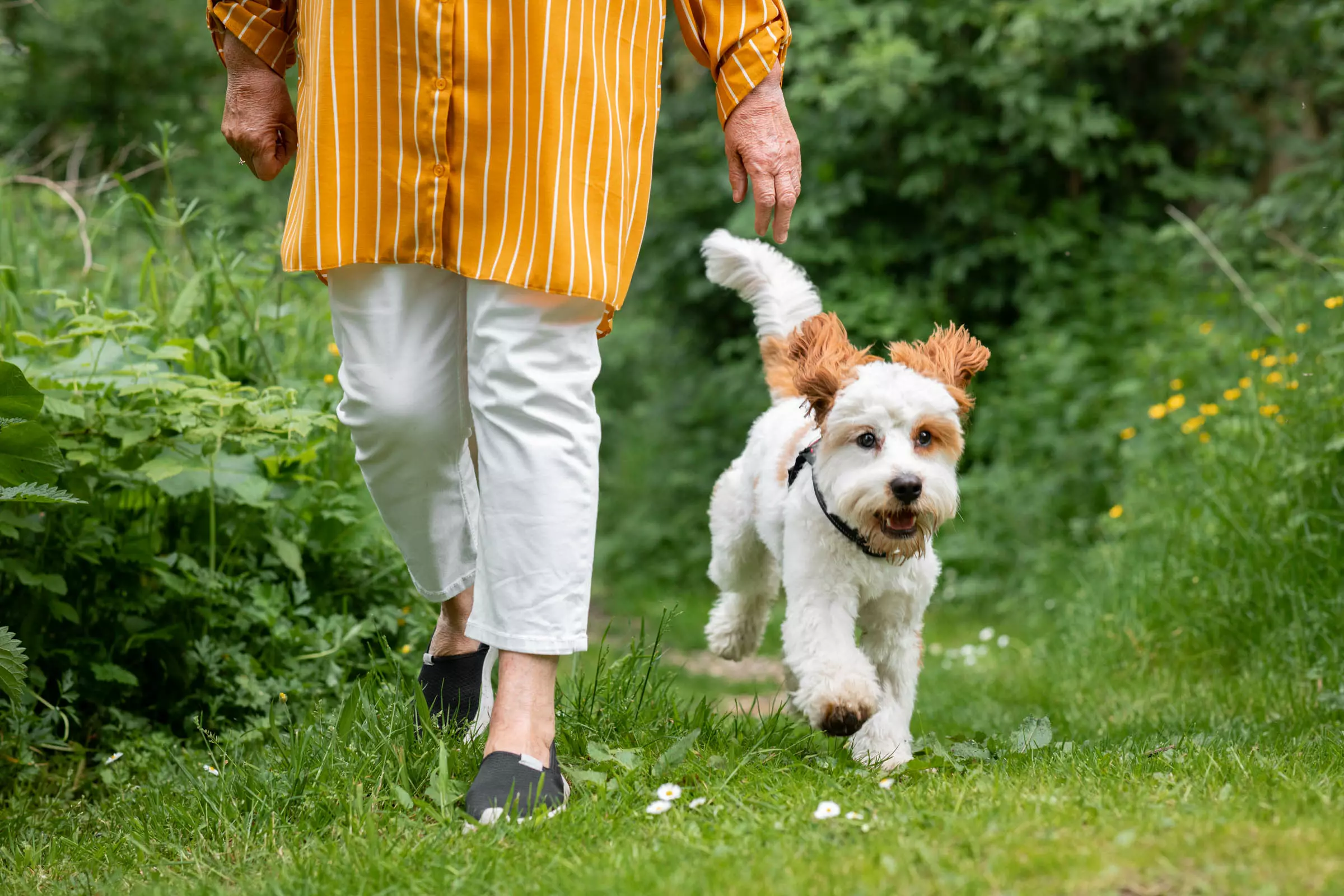 Older woman walking a small dog along a grassy garden path